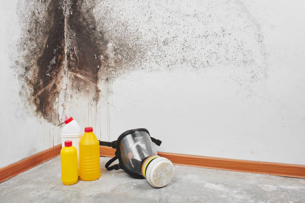 Why You Should Choose Our Mold Remediation Services in Kenedy, TX